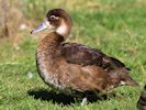 Southern Pochard (WWT Slimbridge 16/03/14) ©Nigel Key