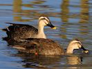 Chinese Spot-Billed Duck (WWT Slimbridge March 2014) - pic by Nigel Key