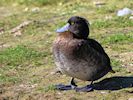 Tufted Duck (WWT Slimbridge 16/03/14) ©Nigel Key