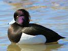 Tufted Duck (WWT Slimbridge 16/03/14) ©Nigel Key