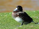 Tufted Duck (WWT Slimbridge March 2014) - pic by Nigel Key