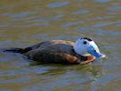 White-Headed Duck (WWT Slimbridge March 2014) - pic by Nigel Key