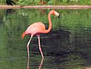 American Flamingo (WWT Slimbridge May 2014) - pic by Nigel Key