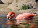 American Flamingo (WWT Slimbridge 17/05/14) ©Nigel Key