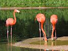 American Flamingo (WWT Slimbridge 17/05/14) ©Nigel Key