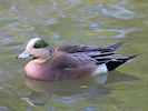 American Wigeon (WWT Slimbridge May 2014) - pic by Nigel Key