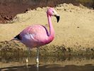 Andean Flamingo (WWT Slimbridge May 2014) - pic by Nigel Key