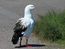 Andean Goose (WWT Slimbridge May 2014) - pic by Nigel Key