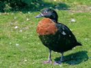 Australian Shelduck (WWT Slimbridge 17/05/14) ©Nigel Key