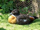 Australian Shelduck (WWT Slimbridge 17/05/14) ©Nigel Key