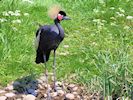 Black-Crowned Crane (WWT Slimbridge May 2014) - pic by Nigel Key