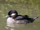 Bufflehead (WWT Slimbridge 17/05/14) ©Nigel Key