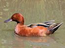 Cinnamon Teal (WWT Slimbridge May 2014) - pic by Nigel Key