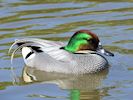 Falcated Duck (WWT Slimbridge 17/05/14) ©Nigel Key