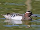 Garganey (WWT Slimbridge 17/05/14) ©Nigel Key