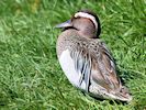 Garganey (WWT Slimbridge 17/05/14) ©Nigel Key