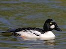 Goldeneye (WWT Slimbridge 17/05/14) ©Nigel Key