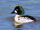 Goldeneye (WWT Slimbridge 17/05/14) ©Nigel Key