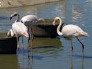 Greater Flamingo (WWT Slimbridge May 2014) - pic by Nigel Key