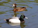 Greater Scaup (WWT Slimbridge 17/05/14) ©Nigel Key