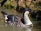 Hawaiian Goose (WWT Slimbridge May 2014) - pic by Nigel Key