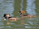 Hooded Merganser (WWT Slimbridge 17/05/14) ©Nigel Key