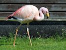 James's Flamingo (WWT Slimbridge May 2014) - pic by Nigel Key