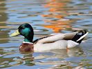 Mallard (WWT Slimbridge 17/05/14) ©Nigel Key