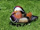 Mandarin Duck (WWT Slimbridge May 2014) - pic by Nigel Key