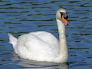 Mute Swan (WWT Slimbridge May 2014) - pic by Nigel Key