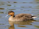 Philippine Duck (WWT Slimbridge 17/05/14) ©Nigel Key