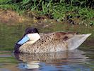 Puna Teal (WWT Slimbridge 17/05/14) ©Nigel Key