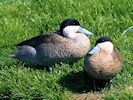 Puna Teal (WWT Slimbridge 17/05/14) ©Nigel Key