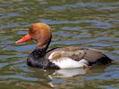 Red-Crested Pochard (WWT Slimbridge May 2014) - pic by Nigel Key