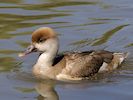 Red-Crested Pochard (WWT Slimbridge May 2014) - pic by Nigel Key