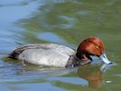 Redhead (WWT Slimbridge 17/05/14) ©Nigel Key