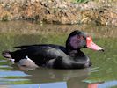 Rosybill (WWT Slimbridge 17/05/14) ©Nigel Key