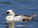 Smew (WWT Slimbridge 17/05/14) ©Nigel Key