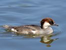 Smew (WWT Slimbridge 17/05/14) ©Nigel Key