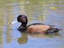 Southern Pochard (WWT Slimbridge 17/05/14) ©Nigel Key