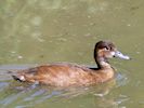 Southern Pochard (WWT Slimbridge 17/05/14) ©Nigel Key