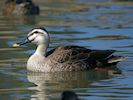 Chinese Spot-Billed Duck (WWT Slimbridge May 2014) - pic by Nigel Key