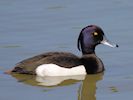 Tufted Duck (WWT Slimbridge 17/05/14) ©Nigel Key