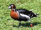 Red-Breasted Goose (WWT Slimbridge July 2014) - pic by Nigel Key