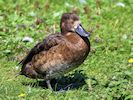 Tufted Duck (WWT Slimbridge 22/07/14) ©Nigel Key