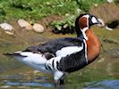 Red-Breasted Goose (WWT Slimbridge 22/07/14) ©Nigel Key