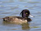 Tufted Duck (WWT Slimbridge July 2014) - pic by Nigel Key