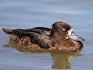 Tufted Duck (WWT Slimbridge 22/07/14) ©Nigel Key