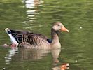 Greylag Goose (WWT Slimbridge July 2014) - pic by Nigel Key