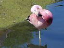 Andean Flamingo (WWT Slimbridge 22/07/14) ©Nigel Key